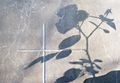Rosenschatten