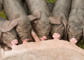 Schweine 229