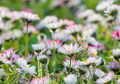 Gänseblümchen 
